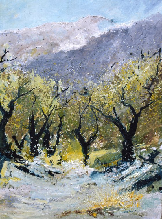 Olive trees in Provence   76