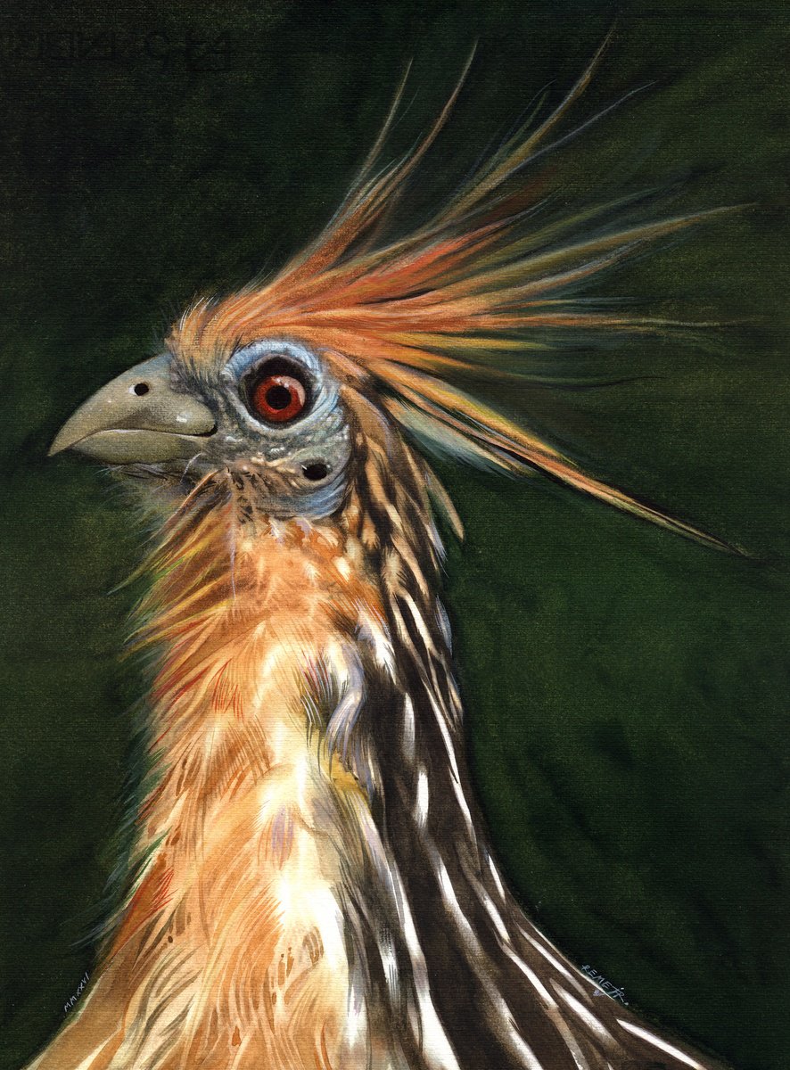 Impressionistic Watercolour , Bird Ccxxxiv - Hoatzin-Cuyabeno By Reme Jr., 12 X 16, Artwork For Sale On Artfinder