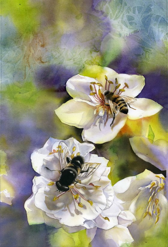 bee with pear blossom