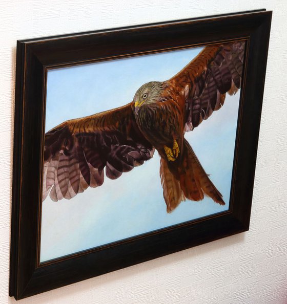 Red kite in flight