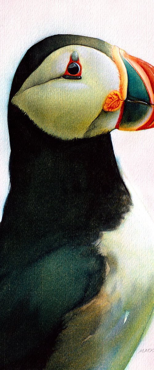 BIRD CCXXXVIII - Atlantic puffin by REME Jr.