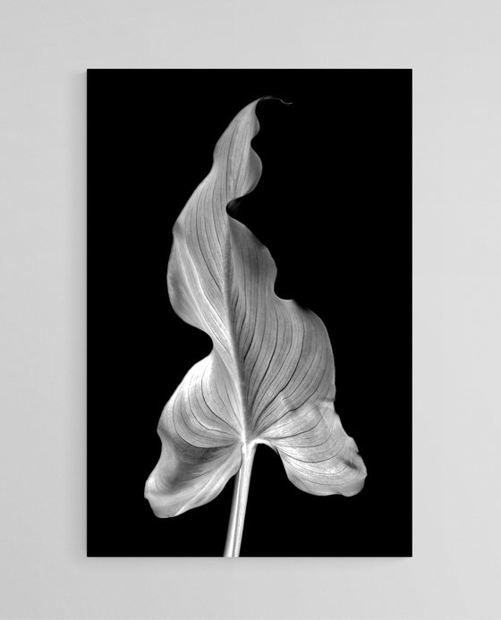 Arum Leaf - Diptych