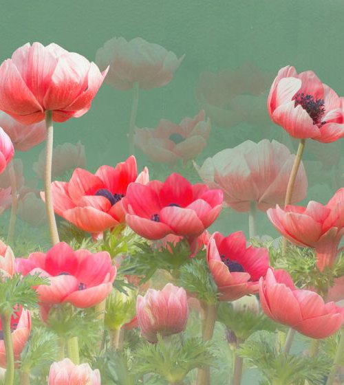 Red Anemones by Fionna Bottema