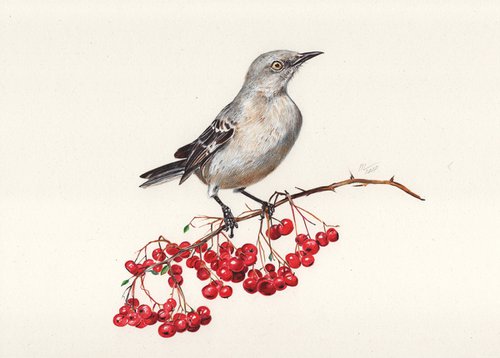 Northern Mockingbird by Daria Maier