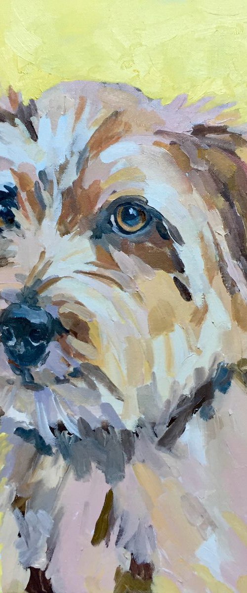 Norfolk Terrier by Katharine Rowe