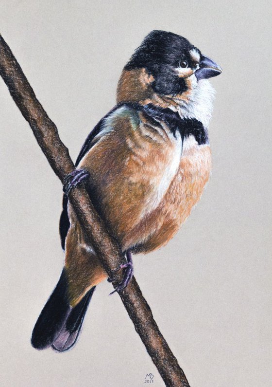 Original pastel drawing "Rusty-collared seedeater"