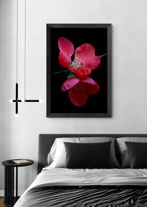 Red Quince Blossoms