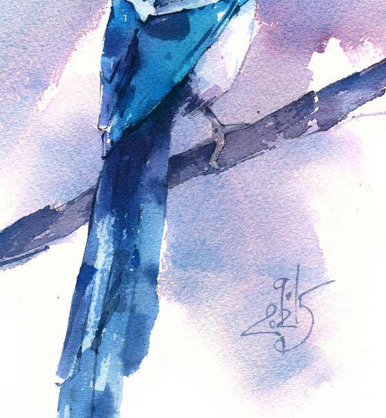 Magpie bird