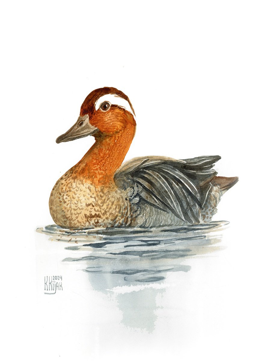 Garganey by Karolina Kijak