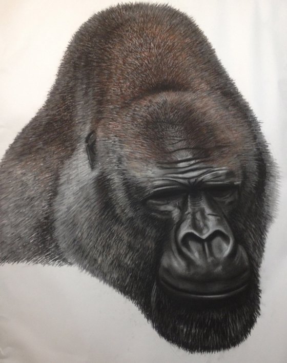 Gorilla