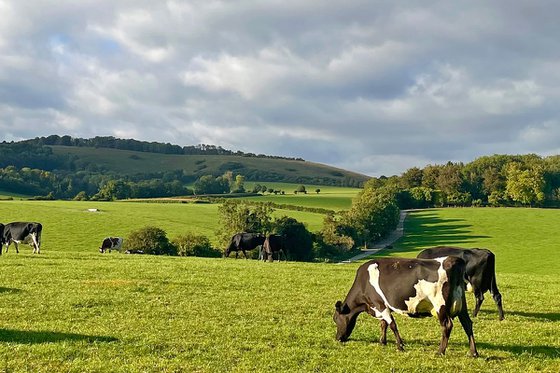Grazing on the South Downs