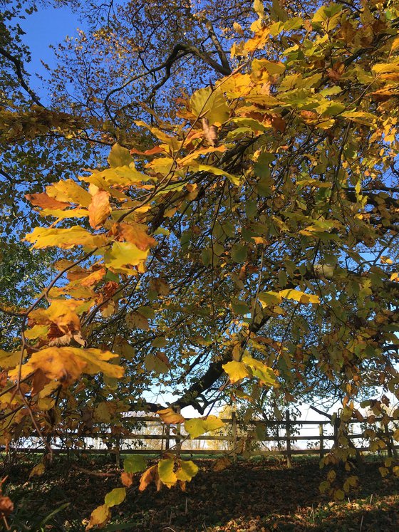 Autumn Dancing, Golden