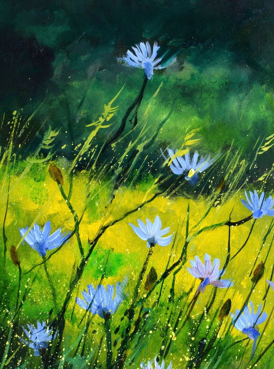 Wild chicory flowers