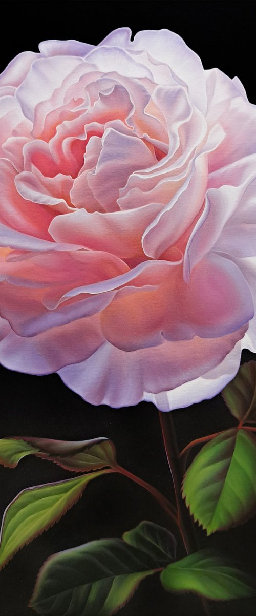 Enchanted rose by Anna Steshenko