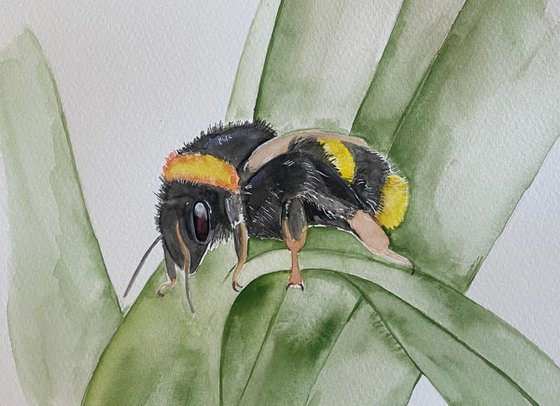 Bumble bee watercolour painting