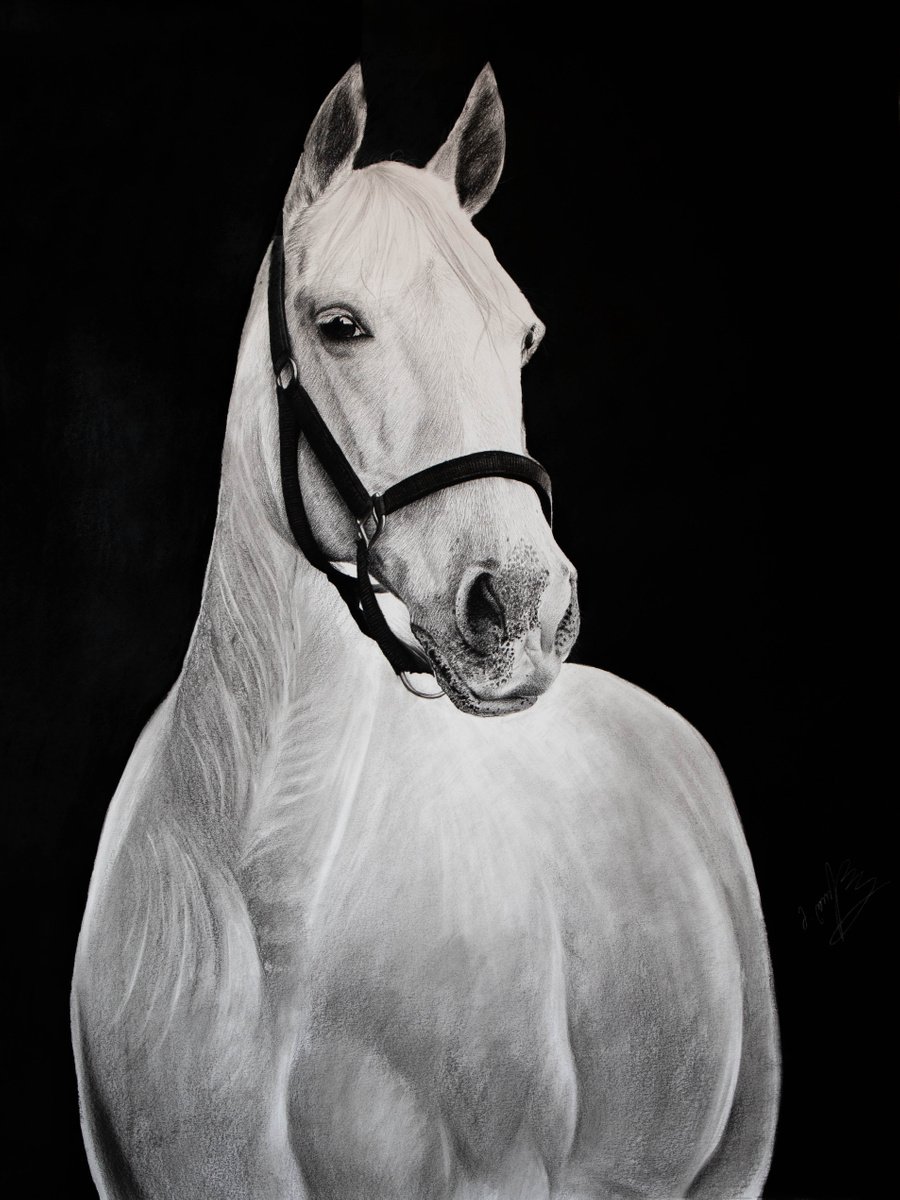 Photorealistic Animal Charcoal Drawing By Mariam Darchiashvili, 30 X 40", White Horse #3, Original Artwork