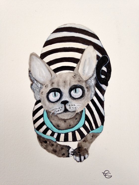 Sphynx cat with a striped suit