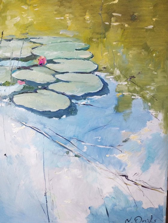 Morning at the lily pond