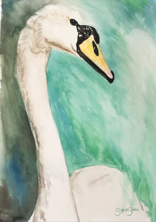 Elegant Beauty. Watercolour Swan. Free Shipping by Steven Shaw