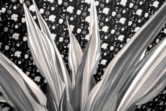 Dark botanic
