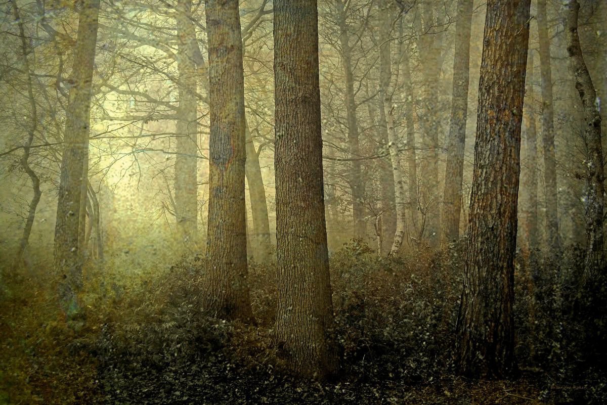 Deep in the Forest by Sandra Roeken