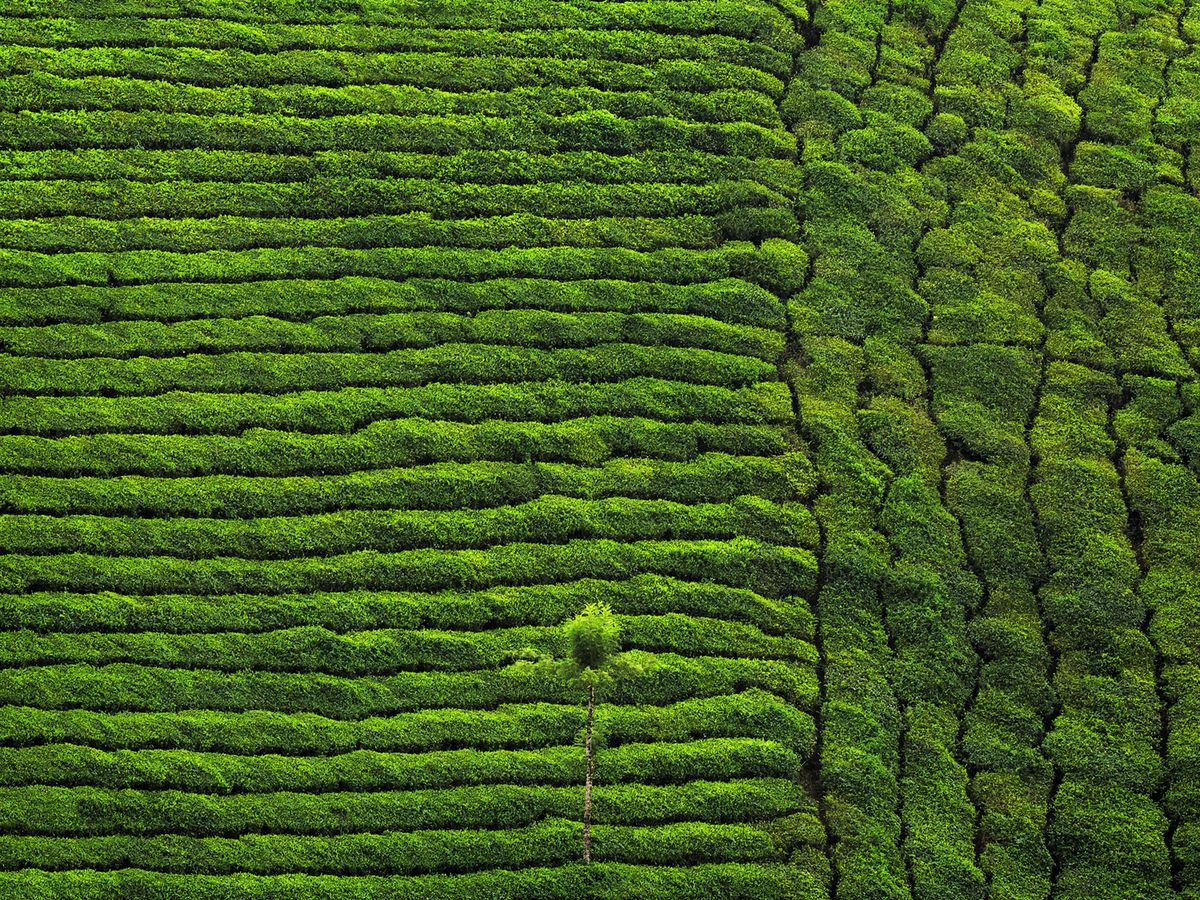 Green Tea Plantation - Abstract Landscape by Peter Zelei