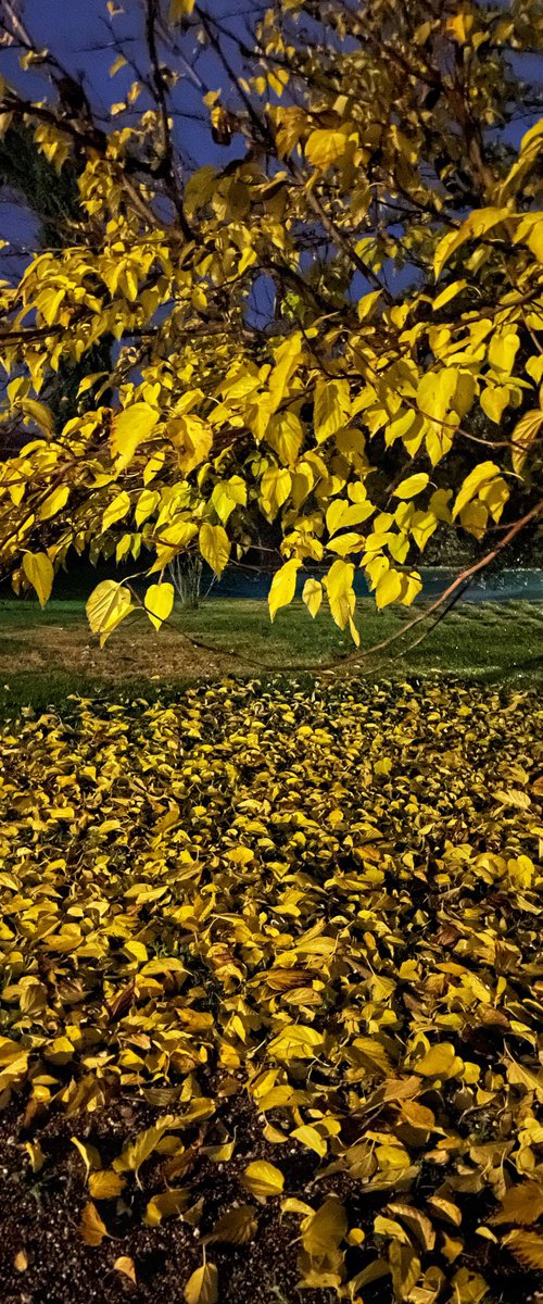 Albero giallo by Mattia Paoli