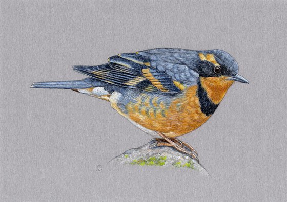 Varied thrush