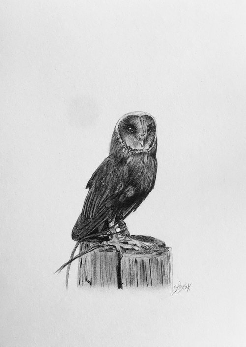 Owl by Amelia Taylor