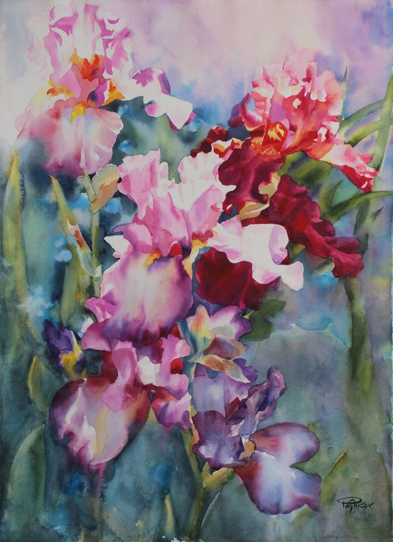 Colorful irises