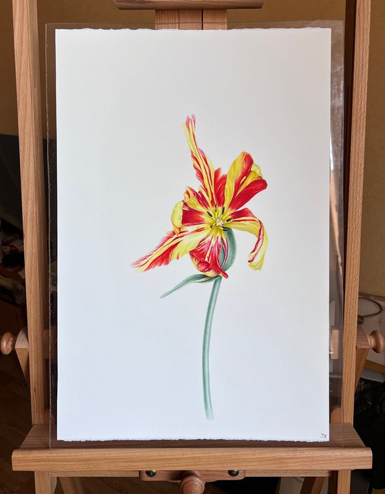 'Light-hearted' tulip