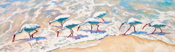 White Ibises