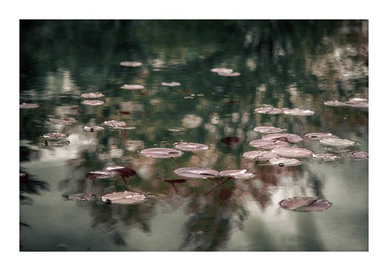 Lily Pads - 36 x 24"