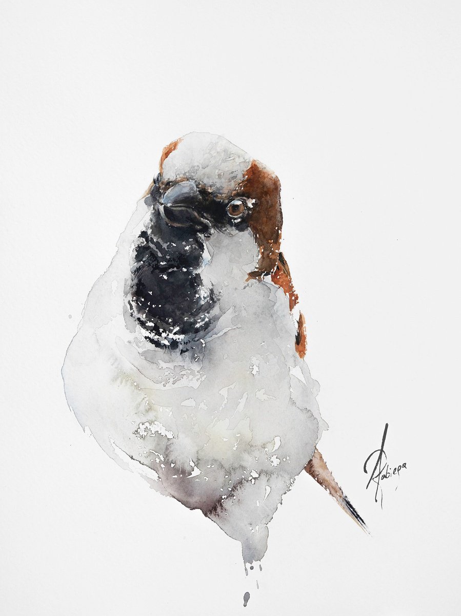 House Sparrow 2 by Andrzej Rabiega