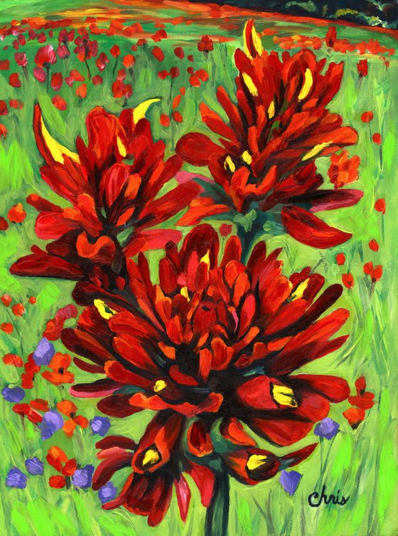 Indian Paintbrush Trio