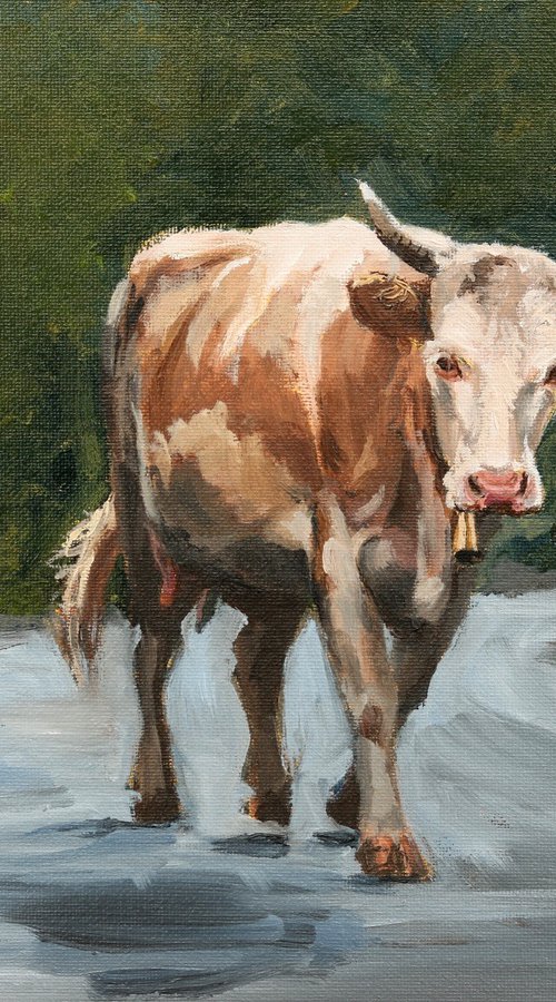 Simmental cow on road by Tom Clay