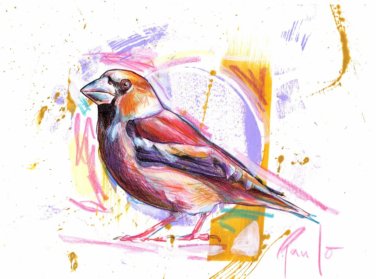 Illustrative Animal Pencil Drawing By Paul Ward, 11 X 8", Hawfinch, Original Artwork