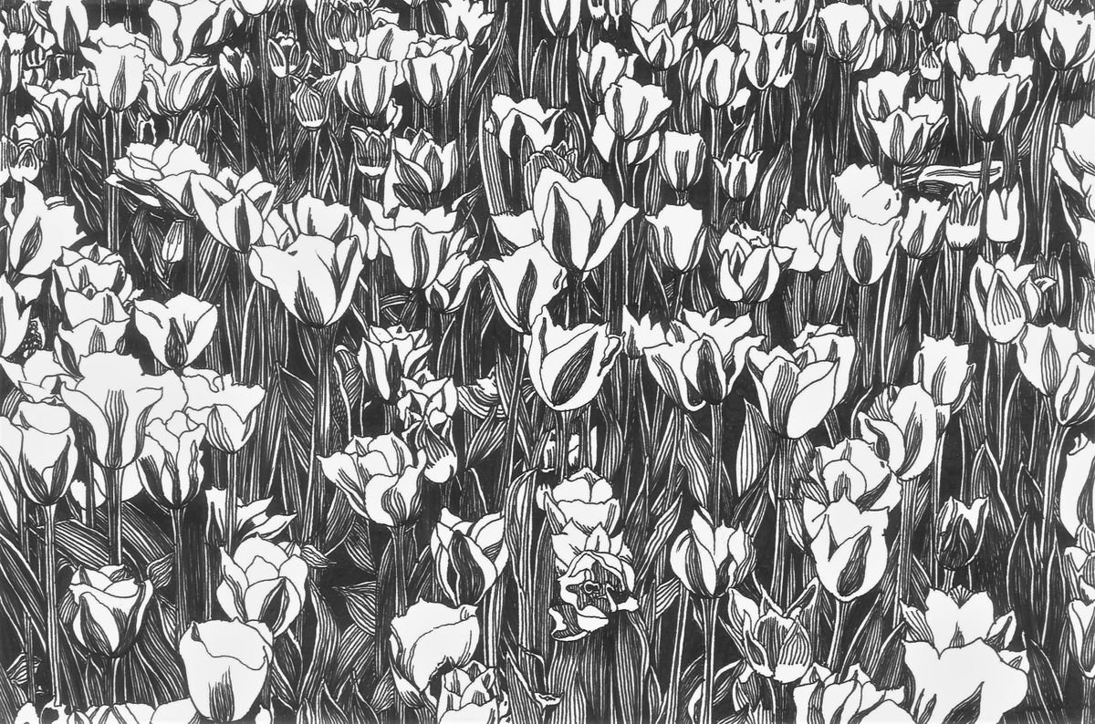 TULIP FEVER Ink Drawings Series by Nives Palmic