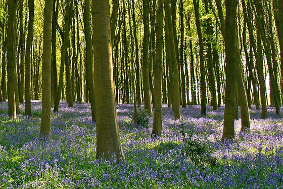 Bluebell Panorama