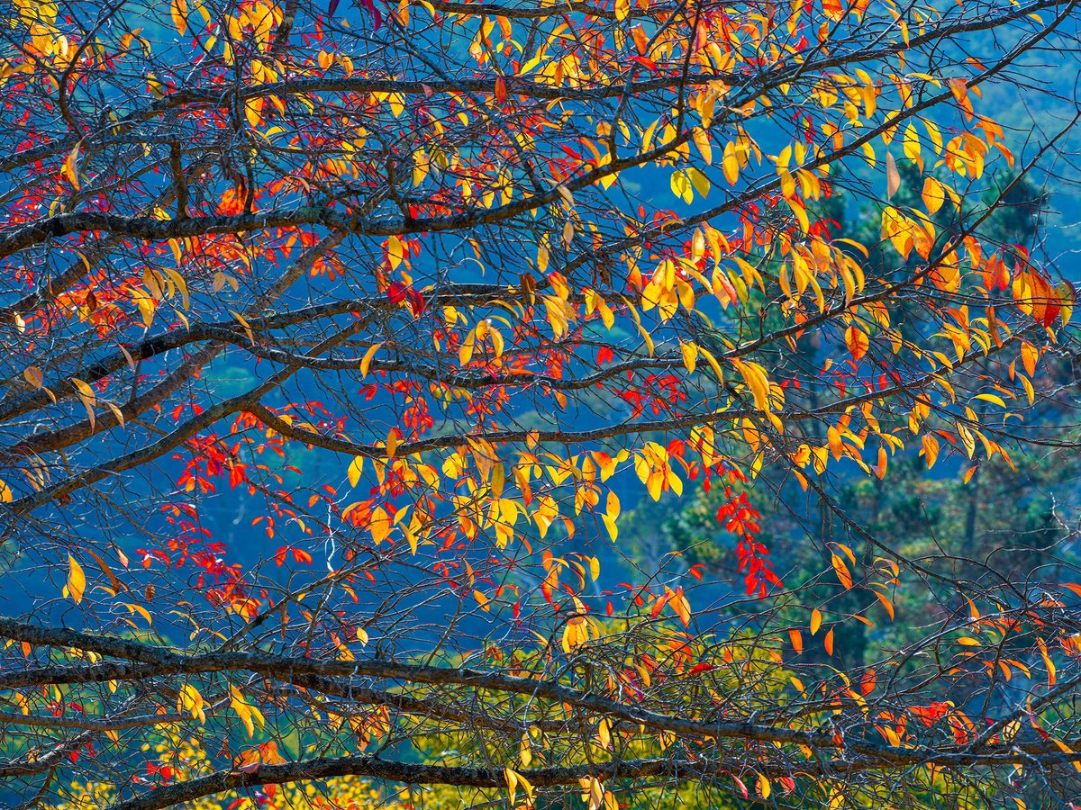 Photorealistic Abstract Photograph By Nick Psomiadis, 47 X 35", Autumn Tapestry, Original Artwork