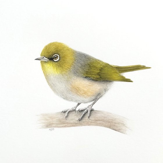 Silvereye Bird