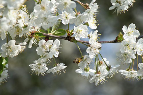 White spring with bee by Sonja  Čvorović