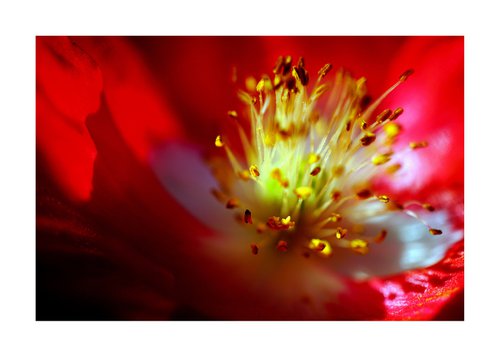 Abstract Pop Color Nature Photography 37 by Richard Vloemans
