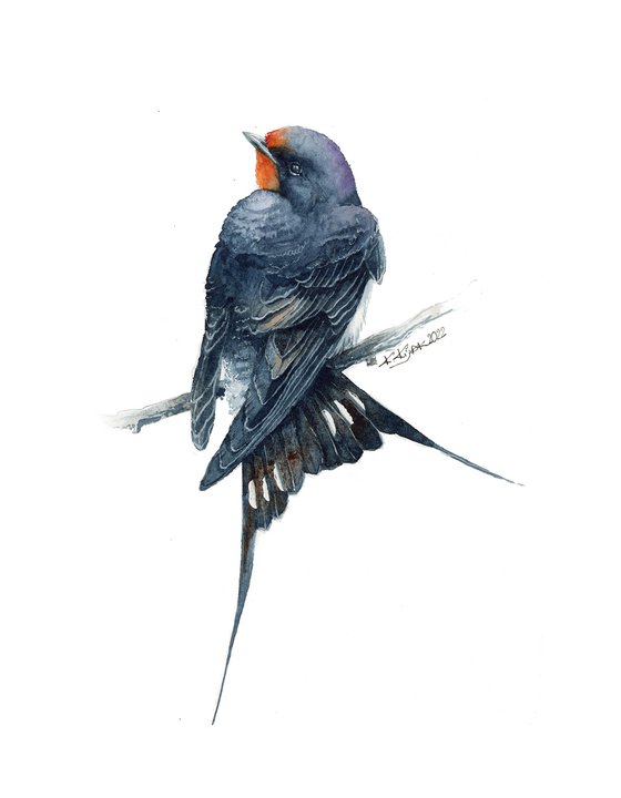 Barn swallow, bird in watercolor