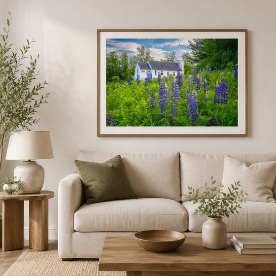 Lupines at Saint Matthews, 43 x 29
