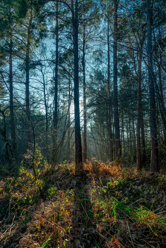 Flatropers Woods