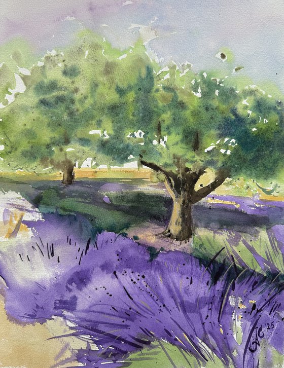 WC: Olive Trees in Provence