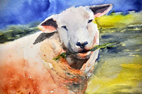 SHEEP original watercolour 34X25