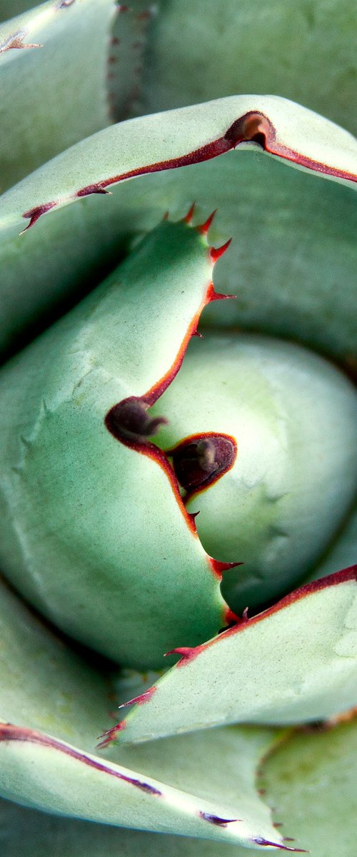 CACTUS ROSE Coachella Valley by William Dey