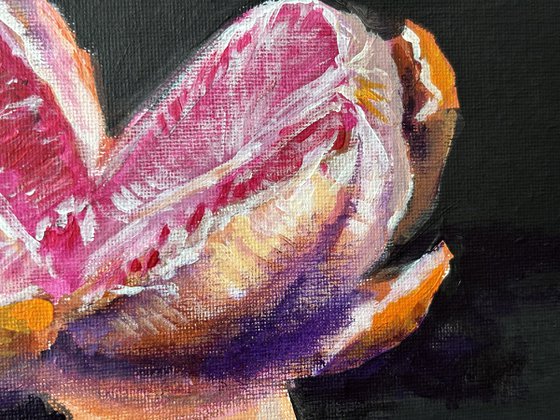 Fresh Grapefruit Still Life